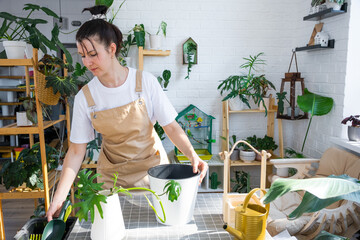 Woman in an apron holds a rooted stalk of the house plant philodendron mayo for planting in a white...
