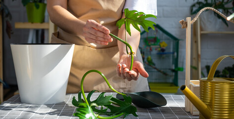 Woman in an apron holds a rooted stalk of the house plant philodendron mayo for planting in a white pot, mock up template. Planting and care, green house © Ольга Симонова