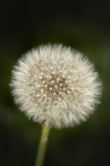 dandelion head