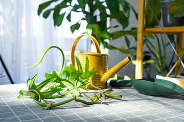 Layout on the table of a philodendron sprout with roots and equipment for planting domestic plants.
