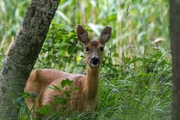Reh im Osterwald.