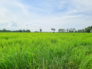 Green grass field and blue sky summer landscape background
