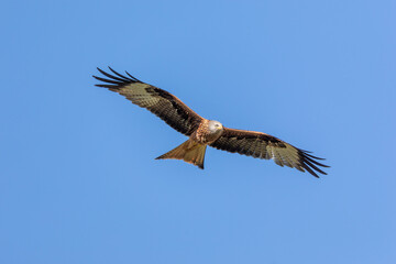 Rotmilan im Flug.