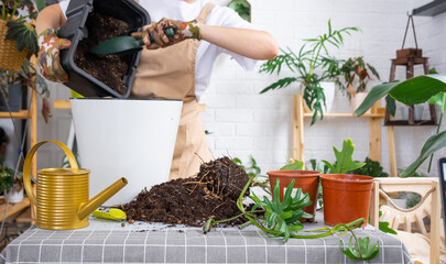 Repotting a home plant Philodendron into new pot in home interior. Woman pours soil into a pot,...