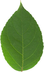 A fresh green leaf