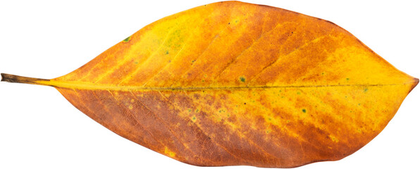 A yellow leaf