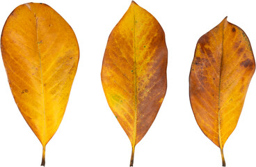 Three yellow leaves