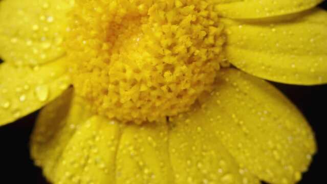 A yellow Anacyclus flower, surrounded by droplets of water, spins on a black background as the camera slowly moves upwards.