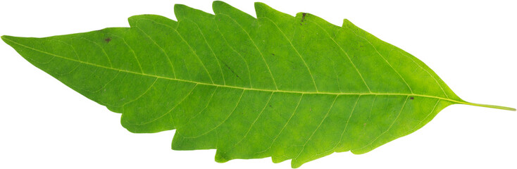 Fototapeta na wymiar A fresh green leaf
