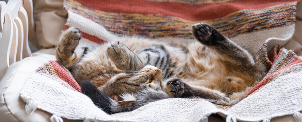 The cat is fast sweet asleep on a chair in a funny pose, Comfortable carefree sleep of an animal close-up