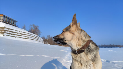 Dog German Shepherd on a big field in a winter day and white snow arround. Waiting eastern European dog veo