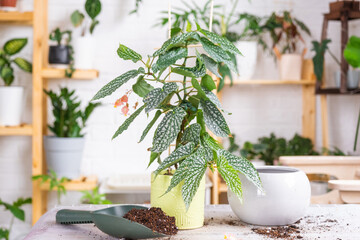 Transplanting a home plant Begonia spotted snow cap into a bigger pot. Inventory layout on the table in the interior, caring for a potted plant