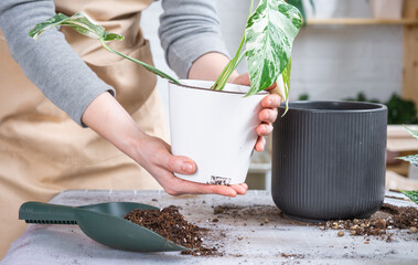 Repotting home plant monstera alba variegatny with a lump of roots into new bigger pot. Caring for potted plant, hands of woman in apron, mock up