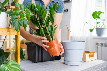 Repotting overgrown home plant succulent Zamioculcas  into new bigger pot. Caring for potted plant,...