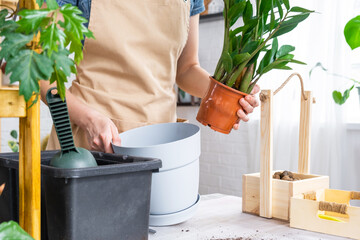 Repotting overgrown home plant succulent Zamioculcas  into new bigger pot. Caring for potted plant, hands of woman in apron, mock up