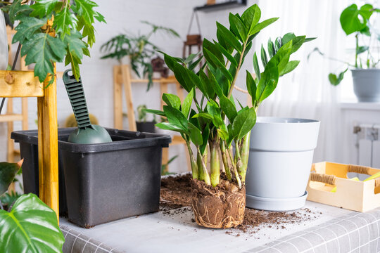 Repotting a home plant succulent zamiokulkas into new pot. Caring for a potted plant, layout on table with soil, shovel, ornamental flowerpot 