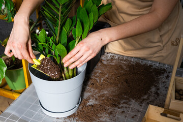 Repotting overgrown home plant succulent Zamioculcas with a lump of roots and bulb into new bigger...