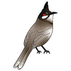 Red-whiskered bulbul