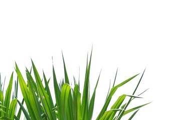 Fototapeta premium &nbsp;In selective focus tropical plant leaves with sunlight on white isolated background