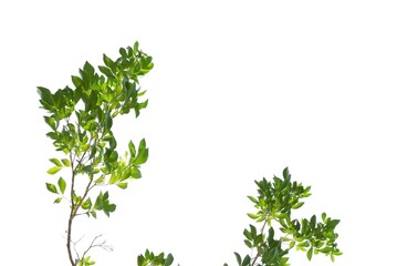 Trees with leaves branches on white isolated background for green foliage backdrop 