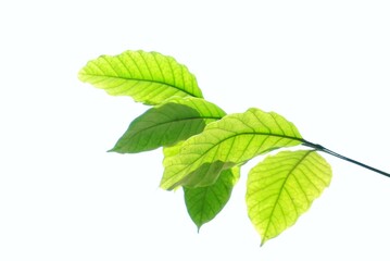 Naklejka na ściany i meble Coffea robusta leaves with a twig on white isolated background for green foliage green 