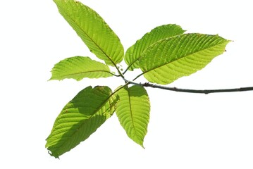 Naklejka na ściany i meble A branch of Kratom leaves with sunlight on white isolated background for green foliage backdrop with copy space