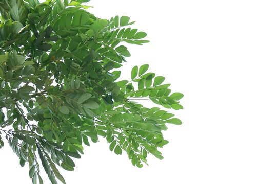 Tropical tree with leaves branches on white isolated background for green foliage backdrop 