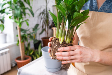 Repotting overgrown home plant succulent Zamioculcas with a lump of roots and bulb into new bigger...