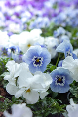 Flowerbed of beautiful blue and white pansy flowers on green lawn background. Group of delicate flowers in the period of active flowering in spring. Romantic natural background for all vivid moments