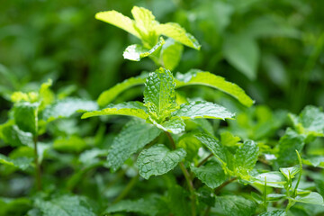 Fresh peppermint in the vegetable plot background. Close up beautiful mint, peppermint.