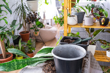 Repotting a home plant succulent sansevieria masoniana big leaf into new pot. Caring for potted plant