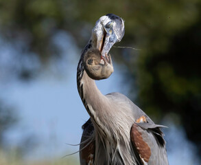 A Great Blue Heron hunting golfers on the grass