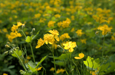 Beautiful blooming fresh celandine flowers green leaves yellow colors natural garden sunny day closeup macro background
