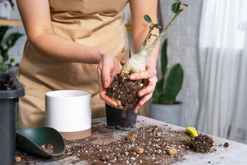 Repotting a home plant succulent adenium into new pot. Caring for a potted plant, layout on the table with soil, shovel, hands of woman in apron