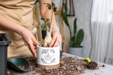 Fotobehang Repotting a home plant succulent adenium into new pot. Caring for a potted plant, layout on the table with soil, shovel, hands of woman in apron © Ольга Симонова