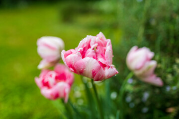 pink tulips in spring
