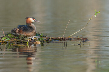 Great Crested Grebe (Podiceps cristatus) on its nest with two eggs.