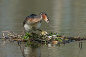 Great Crested Grebe (Podiceps cristatus) on its nest with two eggs.
