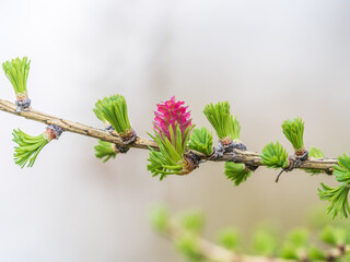 Larch tree fresh pink cones blossom at spring on nature background