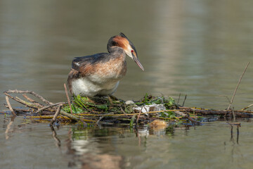 Great Crested Grebe (Podiceps cristatus) on its nest with two eggs.