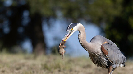 A Great Blue Heron hunting golfers on the grass