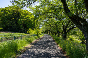 Fototapeta na wymiar 新緑の葉が美しい埼玉県見沼用水路沿いの桜並木