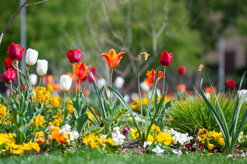 Tulipes de plusieurs couleurs