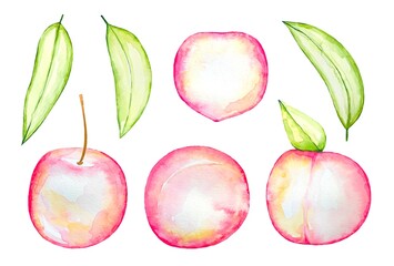 Set of abstract watercolor peaches and leaves on a white background