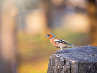 Common chaffinch, Fringilla coelebs, sits on a tree. Common chaffinch in wildlife.