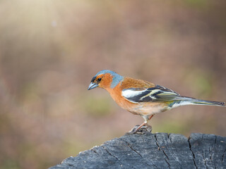 Common chaffinch, Fringilla coelebs, sits on a tree. Common chaffinch in wildlife.