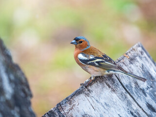 Common chaffinch, Fringilla coelebs, sits on a tree. Common chaffinch in wildlife.