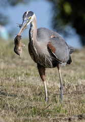 Fototapeta premium A Great Blue Heron hunting golfers on the grass