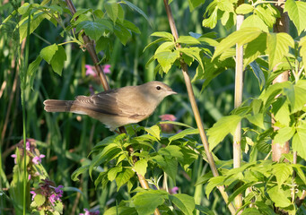 Garden warbler, Sylvia borin. A bird sits on a branch of a bush