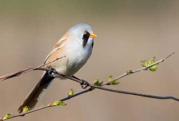 Bearded reedling, Panurus biarmicus. A male bird sitting on a branch against a beautiful background
